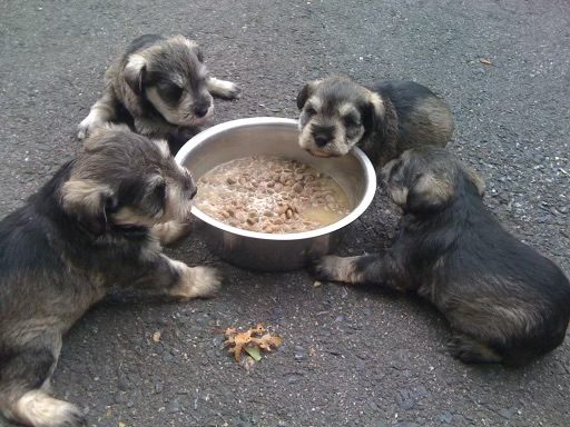 A Group of Puppies Eating From a Bowl