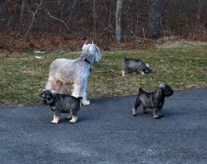 A Group of Dogs on a Road