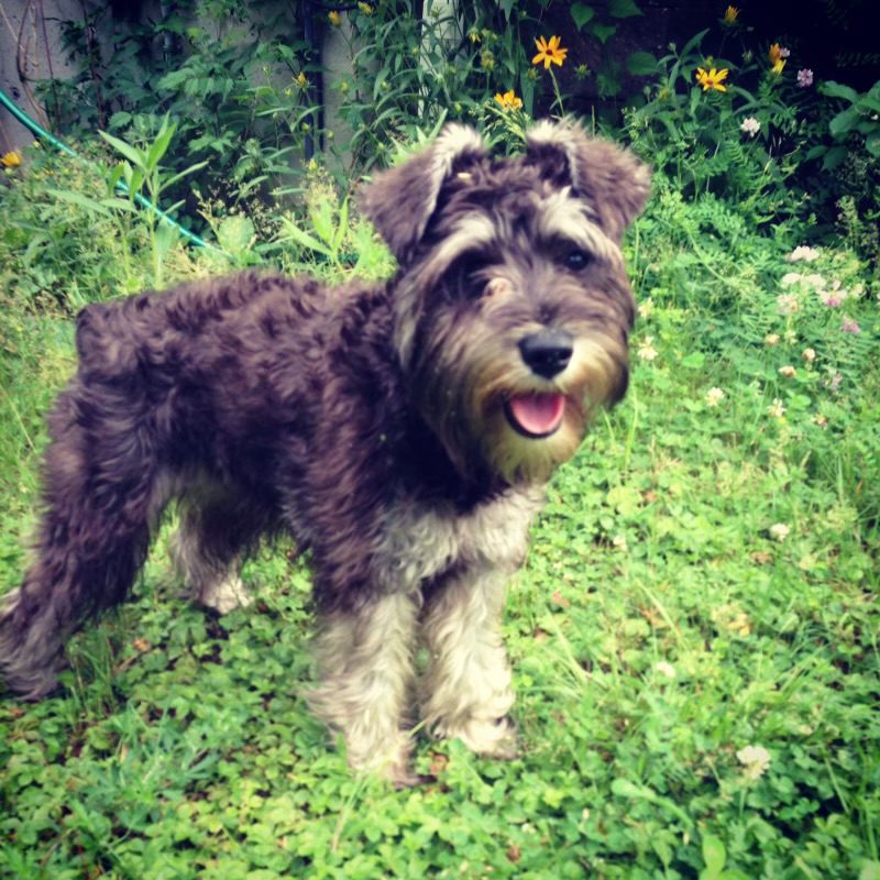 A Dog Standing in Grass