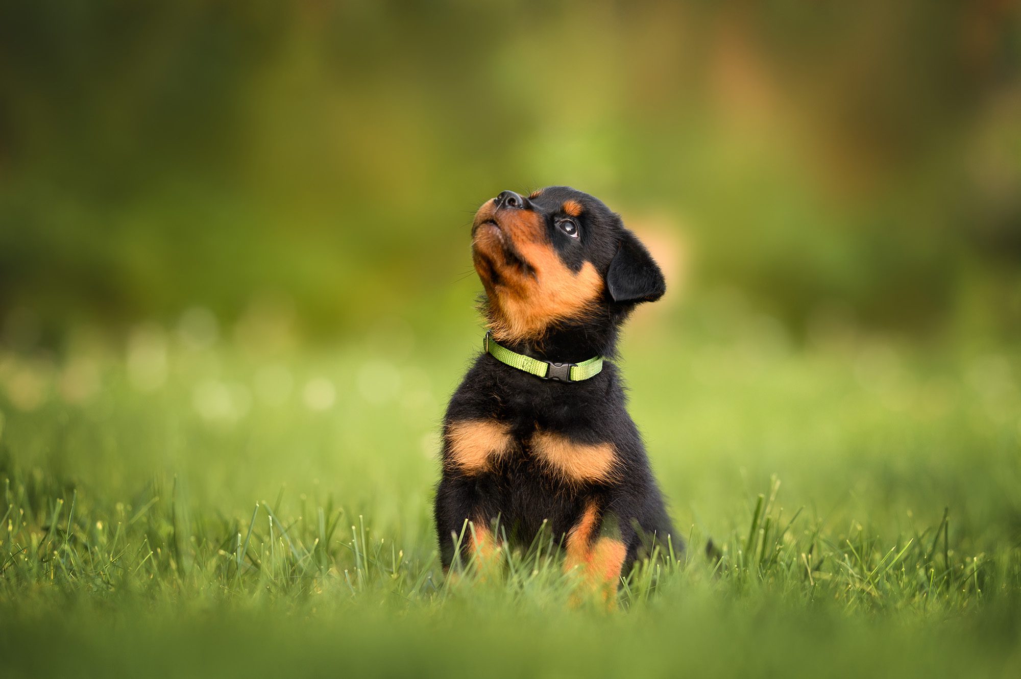 Rottweiler Puppy