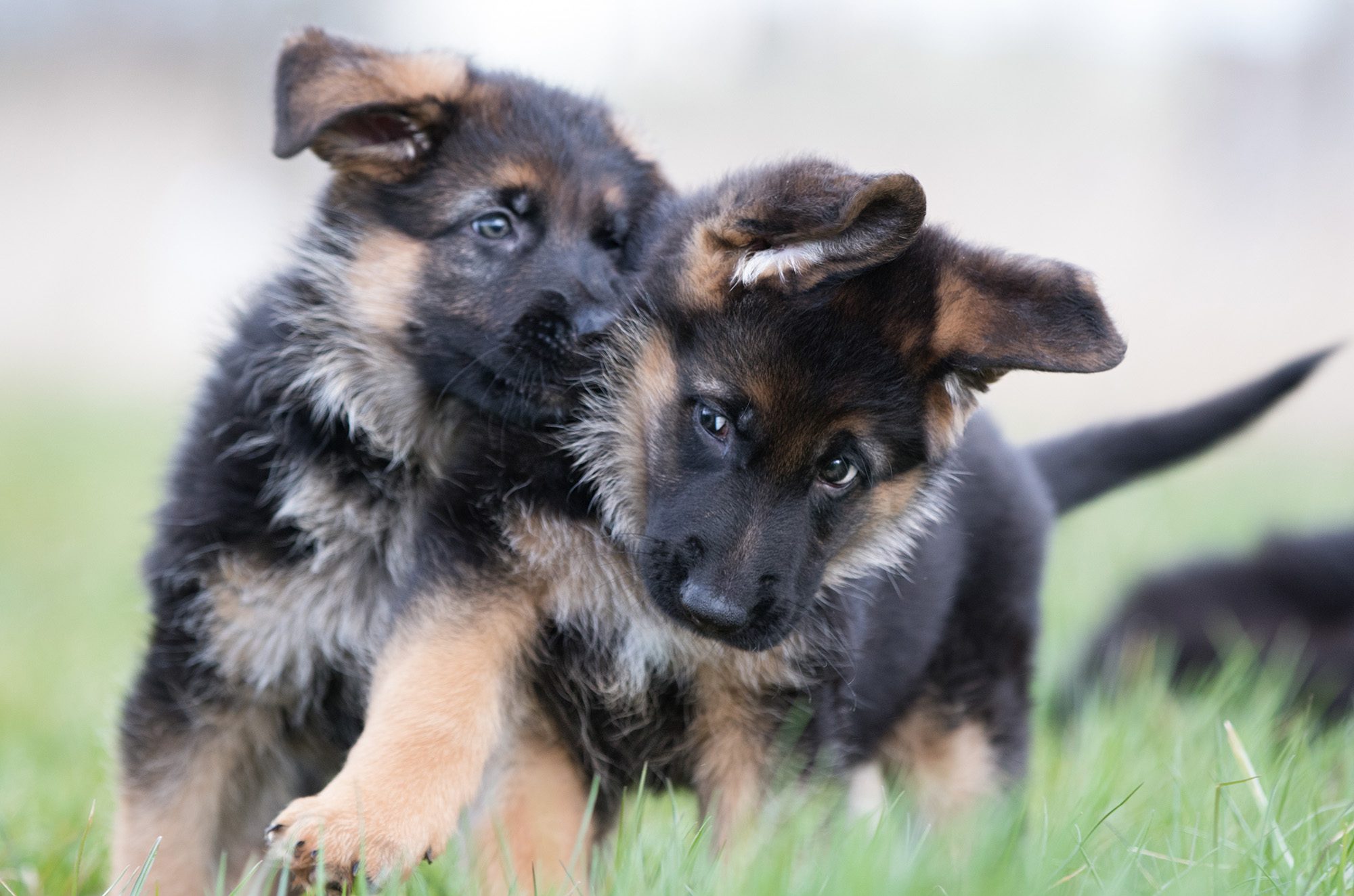 German Shepherd Puppy